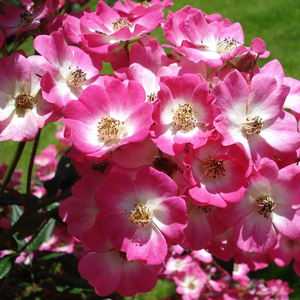 Roz cu centrul alb - trandafir de parc